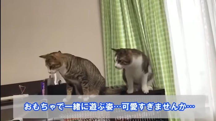 並ぶ2匹の猫