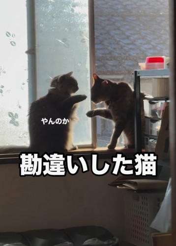 前足をあげる2匹の猫