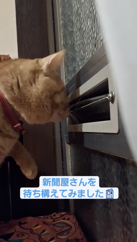 郵便受けに顔を近づける猫