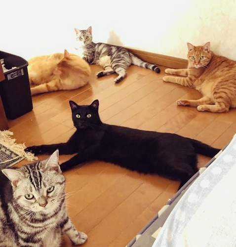 フローリングでくつろぐ5匹の猫