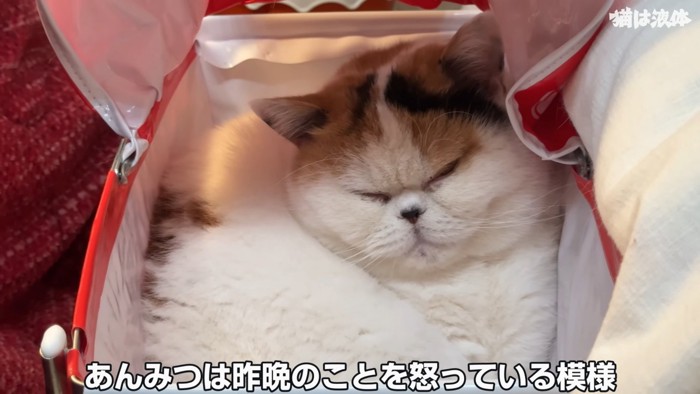 寝ている猫