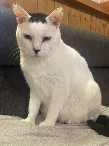座っている猫