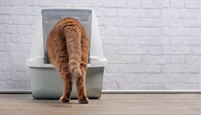 トイレをのぞき込む猫