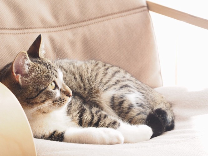 椅子の上でくつろぐ猫