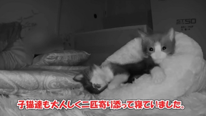 再び寝ようとする子猫たち