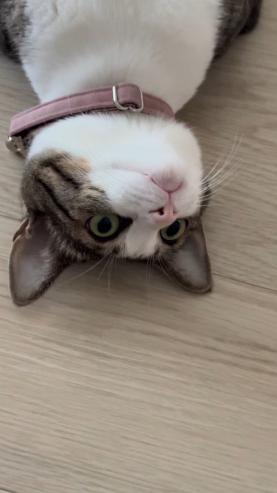 目を開いて遠くを見つめる猫