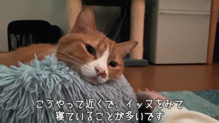 猫ベッドに入る猫