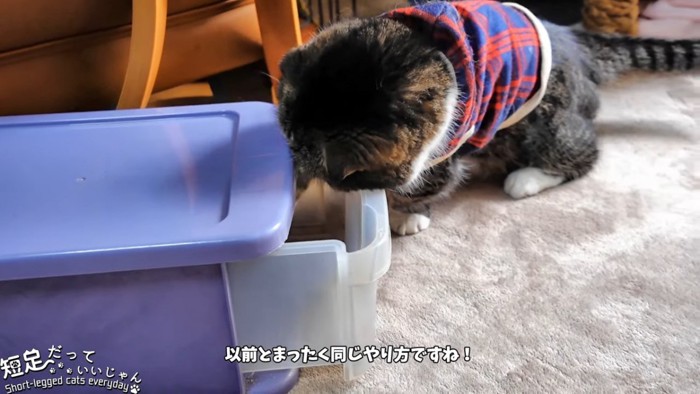 前足を引き出しにいれる猫