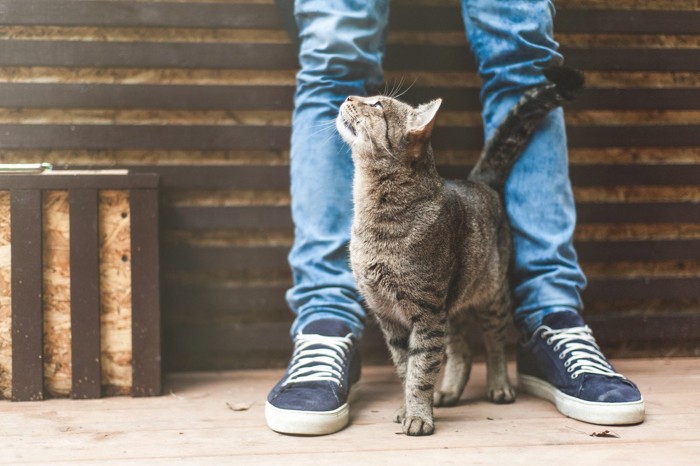 尻尾を垂直にあげ足元にくる猫