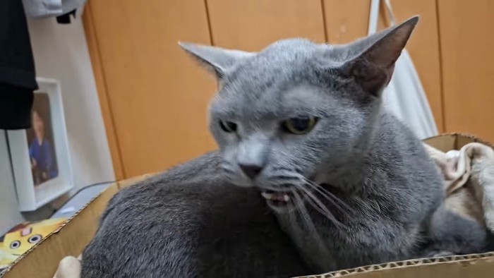 怒る姿