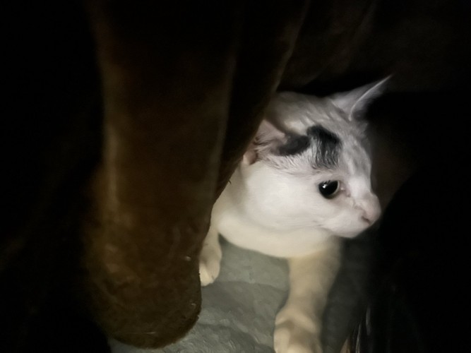 おふとんに入ってきたよもぎちゃん