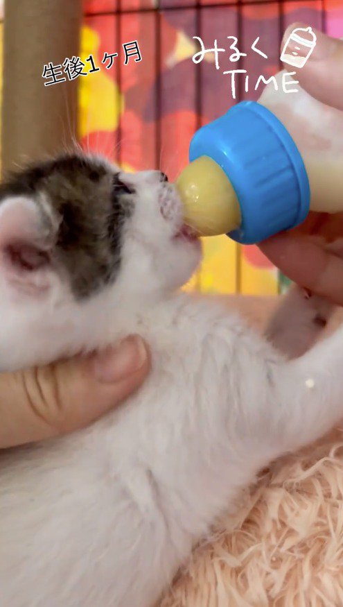 耳を動かしながらミルクを飲む子猫
