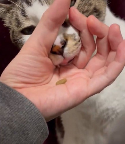 口を押し込む猫