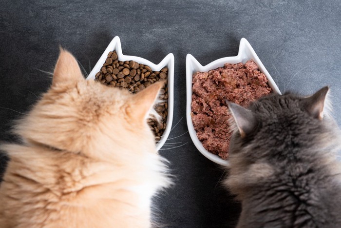 仲良くご飯を食べる猫