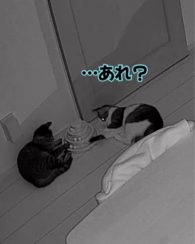 前足でボールを押そうとするキジ白猫