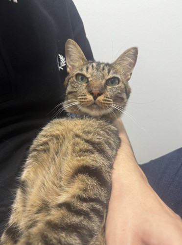 飼い主の腕の中でくつろぐ猫
