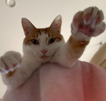 両手を掲げる猫