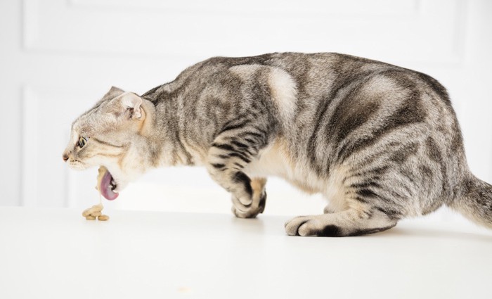 ご飯を吐きだしている猫