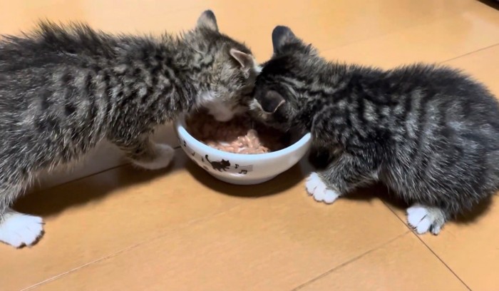 一つの皿でごはんを食べる子猫2匹