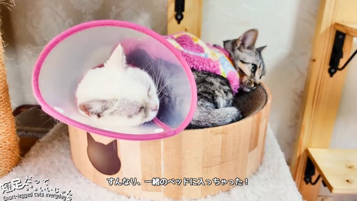 ベッドに入る2匹の猫