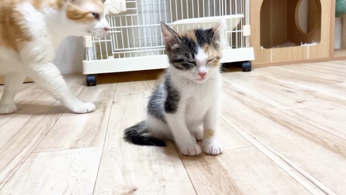 目を瞑る三毛ちゃんと歩くむぎくん