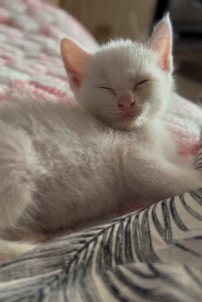 眠そうな子猫