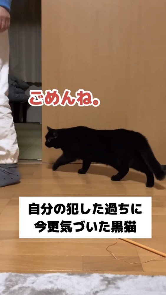 部屋を歩く黒猫