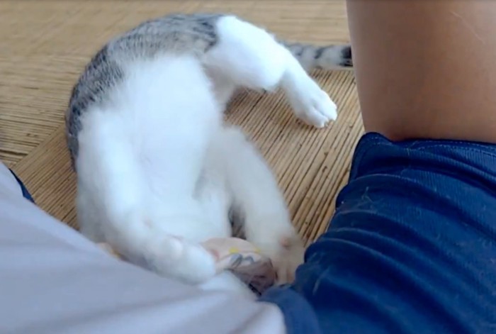 仰向けになる猫