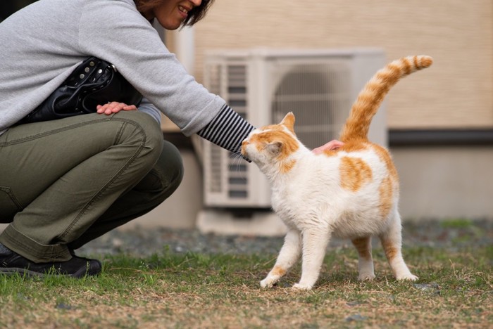 お尻付近を撫でられる猫