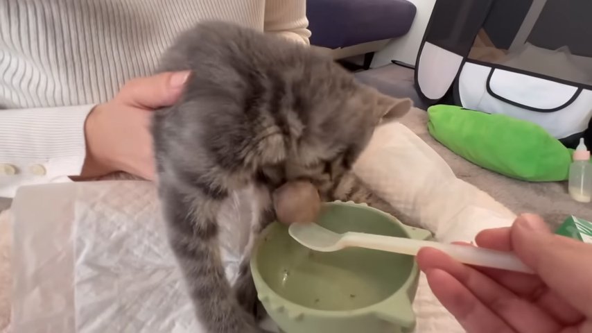 差し出されたご飯を食べる子猫