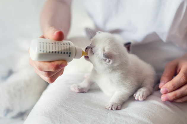 膝の上でミルクを飲む白い子猫