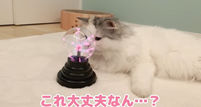 オモチャを見つめる猫