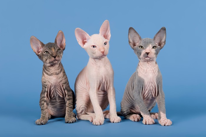 皮膚色が異なる3頭のドンスコイの子猫たち