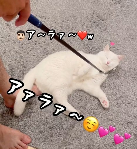 ゴルフクラブでなでられる白猫