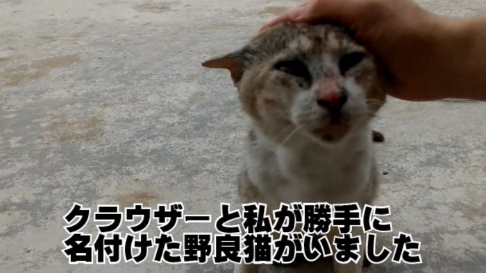 傷だらけの汚れた猫を撫でる