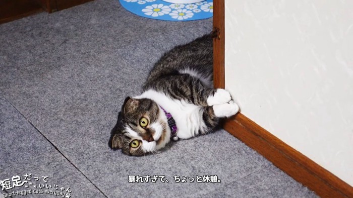 寝転ぶ猫