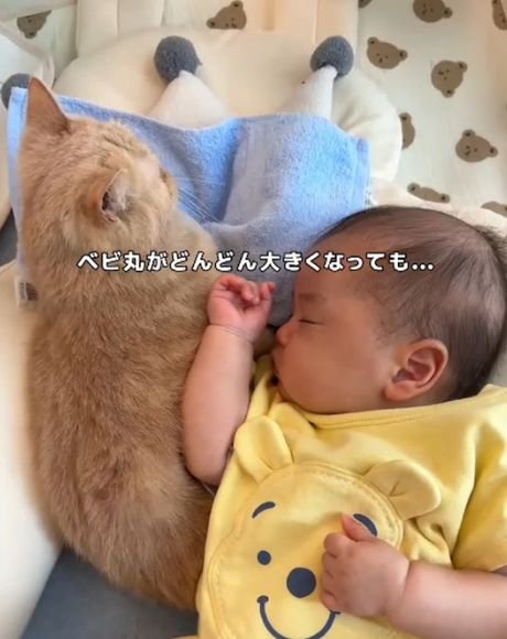 黄色いくまの服を着た赤ちゃんが猫に寄り添って眠る様子