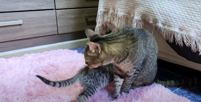成猫と子猫