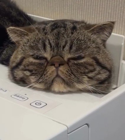 空気清浄機に乗った猫の顔アップ