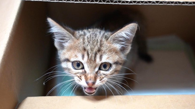 カメラ目線で鳴く子猫