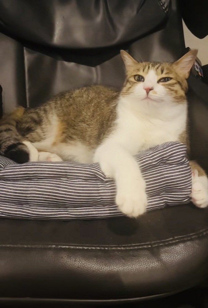 椅子の上でくつろぐ保護猫