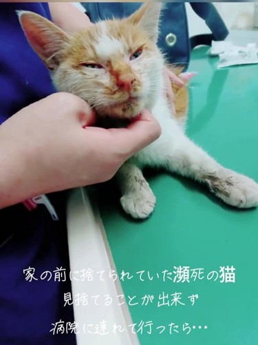 顔を触られる猫