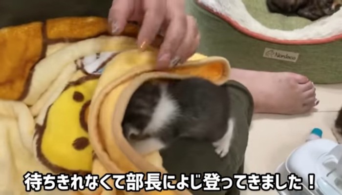 足によじ登る子猫