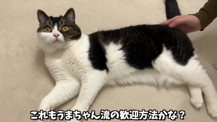 寝そべって上を見る猫