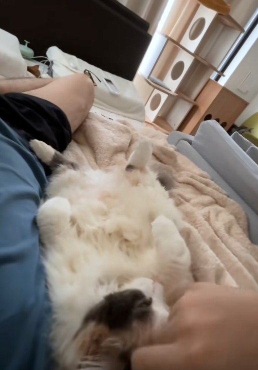 寝転んでいる人と猫