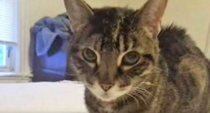 キジトラ猫のアップ