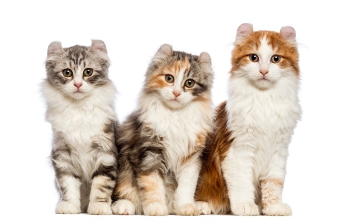 並んで座る3頭のアメリカンカールの子猫たち
