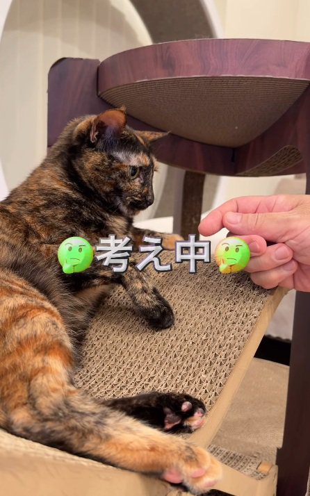 思案
