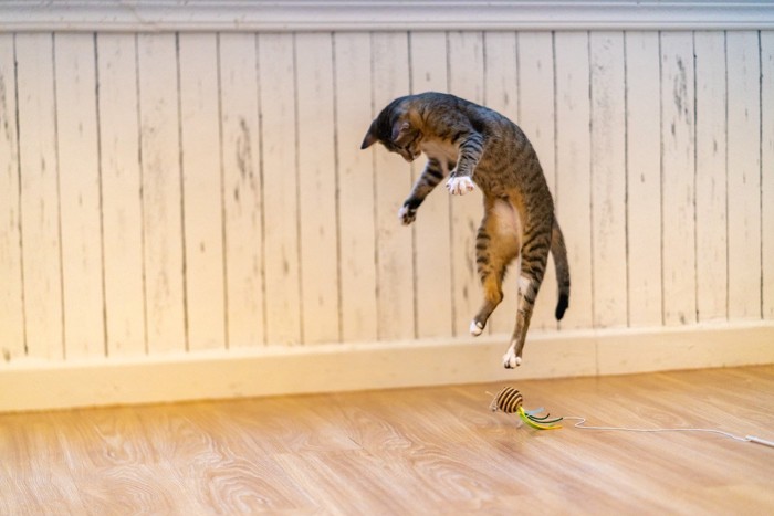 おもちゃに向かってジャンプする猫