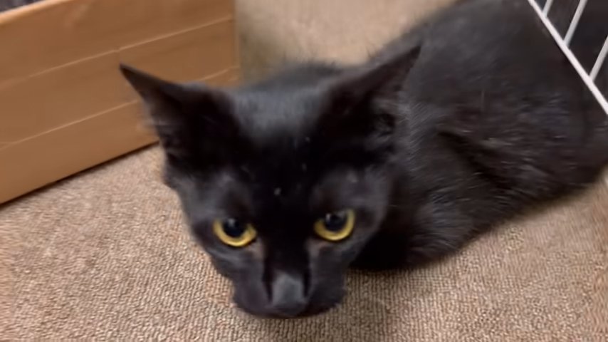 黒猫